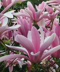 Magnolia ’George Henry Kern’