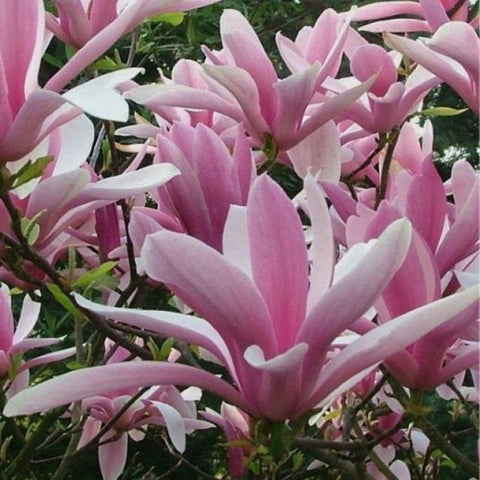 Magnolia ’George Henry Kern’