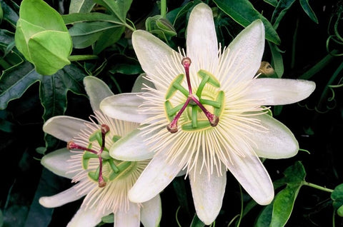 Męczennica (Passiflora) 'Constance Elliott'