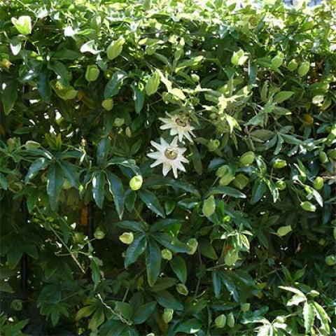 Męczennica (Passiflora) 'Constance Elliott'