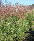 MISCANTHUS MISKANT FERNER OSTEN TRAWA