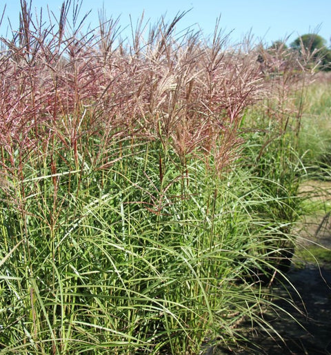 MISCANTHUS MISKANT FERNER OSTEN TRAWA