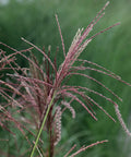 MISCANTHUS MISKANT FERNER OSTEN TRAWA