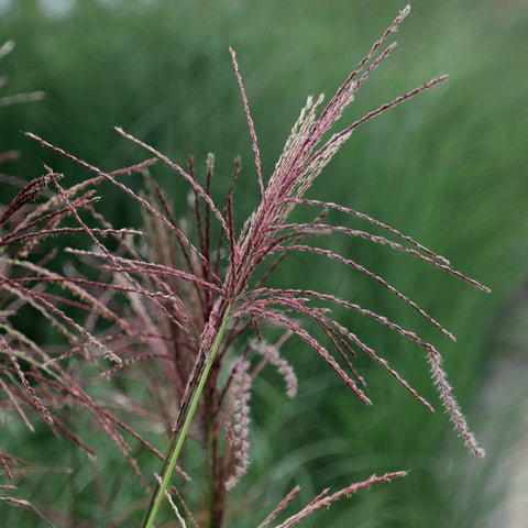 MISCANTHUS MISKANT FERNER OSTEN TRAWA