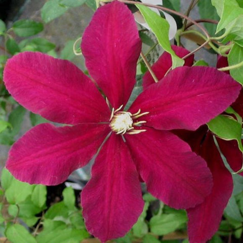 Powojnik (Clematis) 'Niobe'