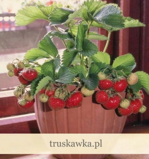 truskawka parapetowa