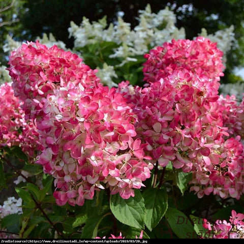 Hortensja bukietowa ‘Pink Diamond’