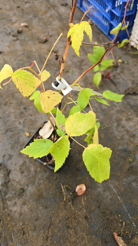 Malina Polana - 1 sadzonka II wybór - doniczka P9