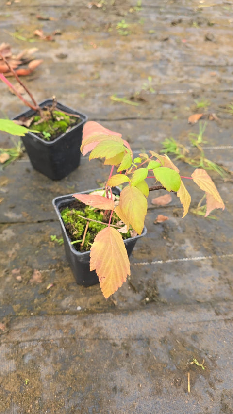 Malina Polana - 1 sadzonka II wybór - doniczka P9