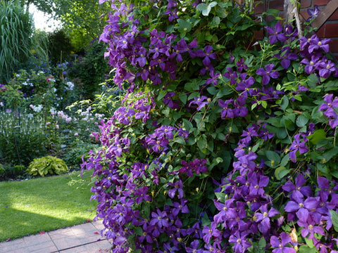 Powojnik (Clematis) 'Polish Spirit'