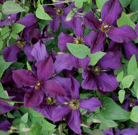 Powojnik (Clematis) 'Polish Spirit'