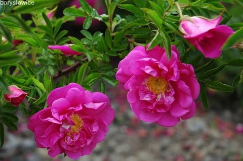 Róża pomarszczona (Rosa rugosa) o półpełnych kwiatach - 1 doniczka