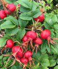 Róża pomarszczona (Rosa rugosa)