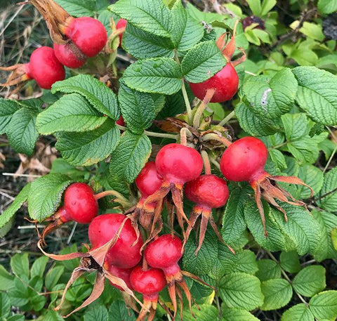 Róża pomarszczona (Rosa rugosa)