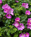 Róża pomarszczona (Rosa rugosa)