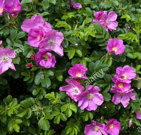 Róża pomarszczona (Rosa rugosa)