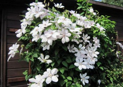 Powojnik (Clematis) wielkokwiatowy 'Jan Paweł II'