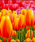 Tulipany