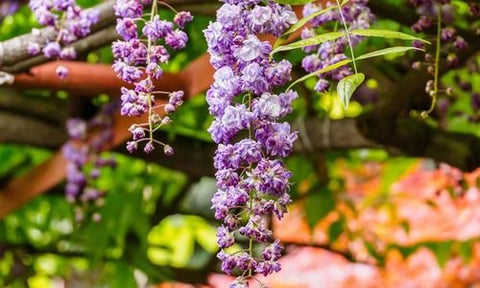 Wisteria floribunda 'Violacea Plena'