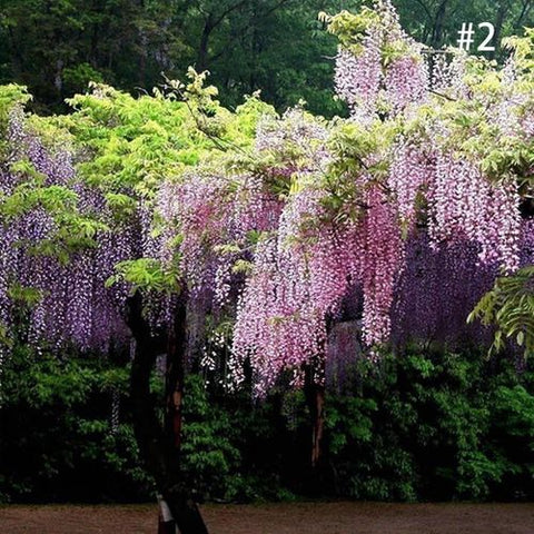 Wisteria floribunda 'Violacea Plena'