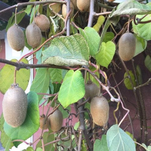 Kiwi samopylne Zakarpacie - 1 doniczka