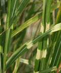 MISCANTHUS MISKANT ZEBRINUS TRAWA OZDOBNA